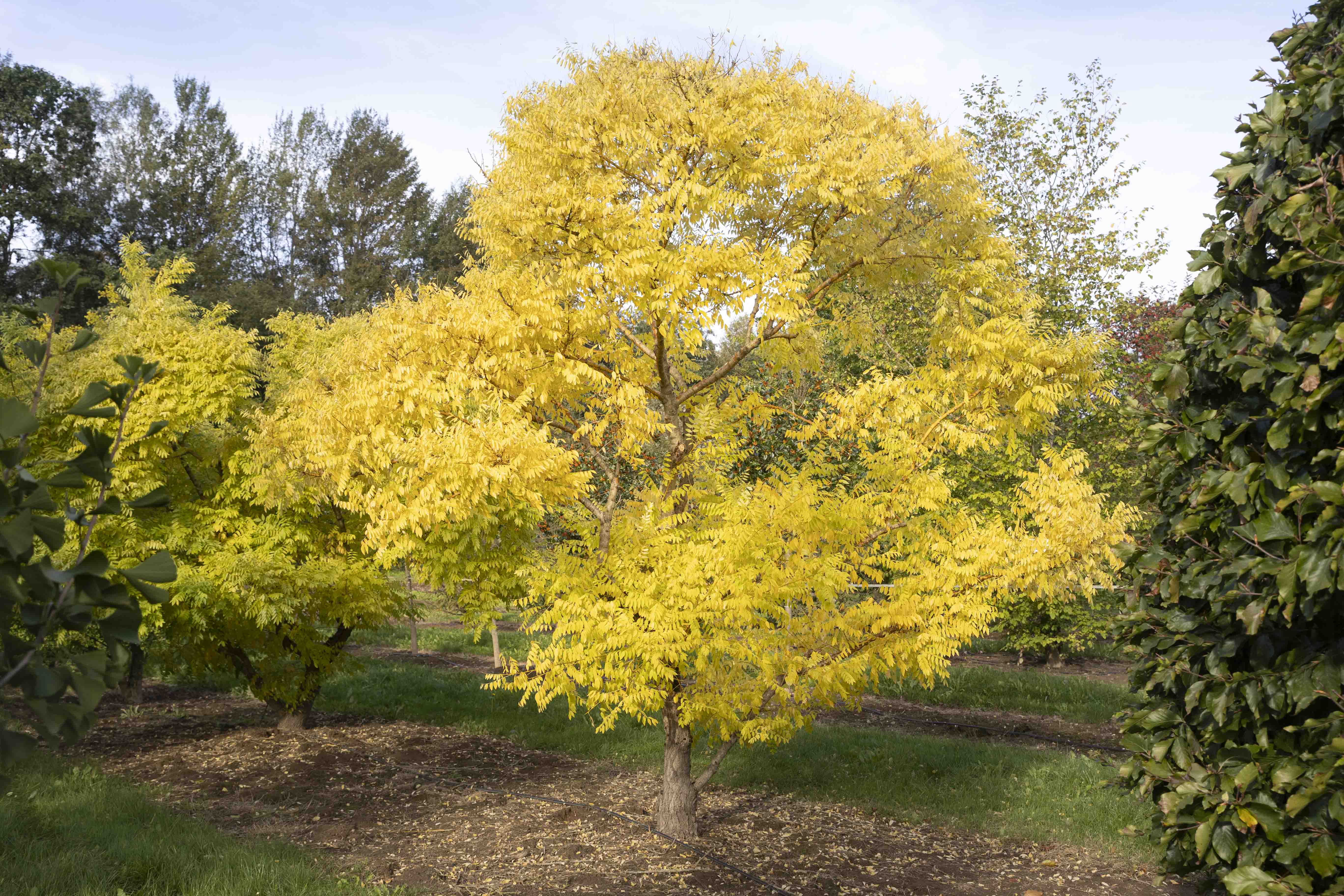 Sophora japonica 'Golden Standard' Unikat